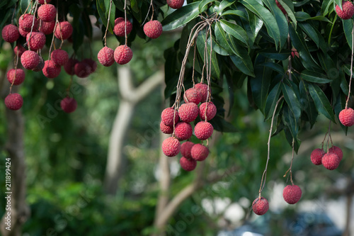 Lychee tropical fruits in growth on tree photo