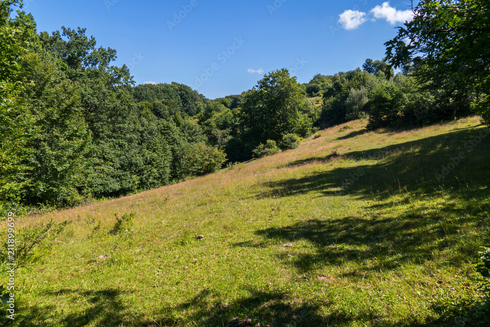 Green slope with soft grass among dense trees. Located in the shade is a good place to picnic with friends.