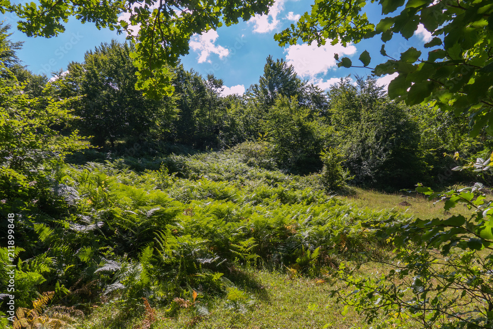 a clearing with dense thickets of ferns in the forest under the branches of green oak a clearing with dense thickets of ferns in the forest under the branches of green oak