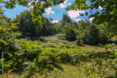 a clearing with dense thickets of ferns in the forest under the branches of green oak
