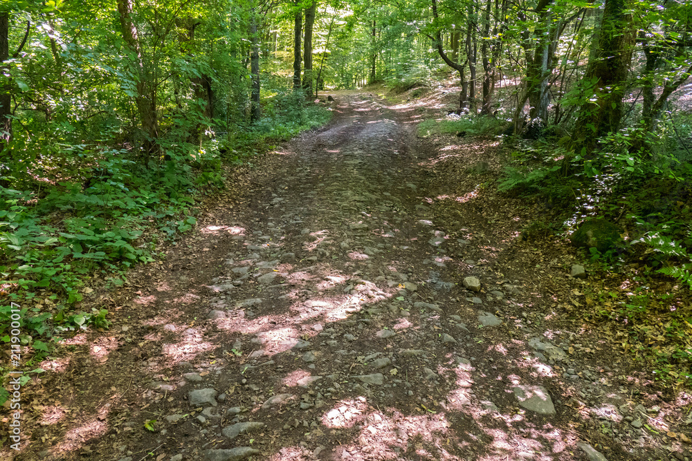 green small bushes in the forest and rarely standing trees with a path between them green small bushes in the forest and rarely standing trees with a path between them