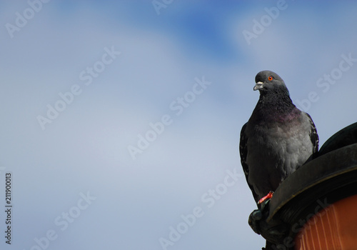 Venetian pigeon at the top of street lamp (with copy space)