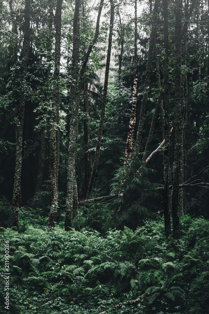 Fototapeta premium Scenic Green forest