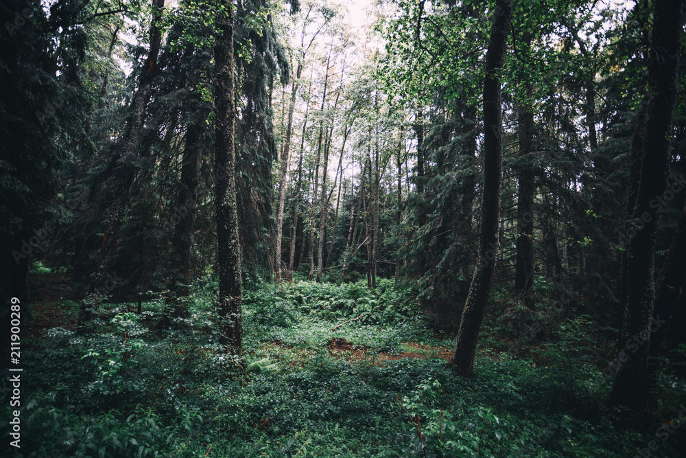 Obraz premium Mystical forest