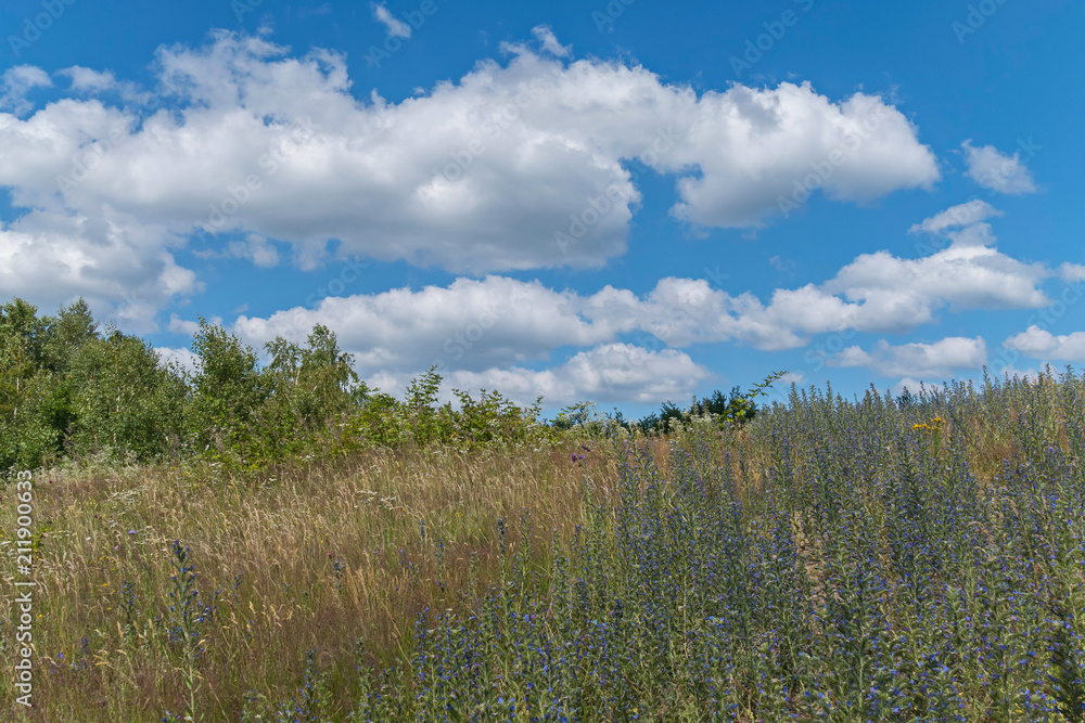 A field full of wild small flowers and shrubs against the background of the vast blue sky