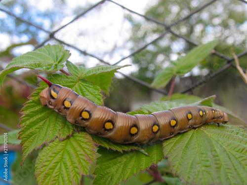 caterpillar (Hyles gallii) on green leaves, close-up photo © Rina