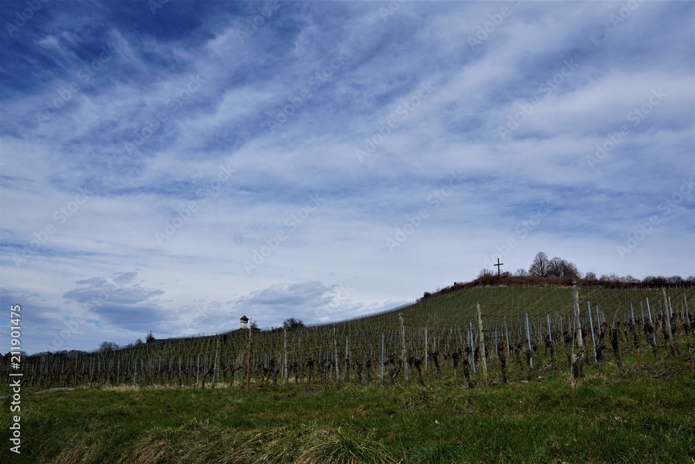 Weinberge in Süddeutschland am Bodensee zwischen hagnau und Meersburg Weinberge in Süddeutschland am Bodensee zwischen hagnau und Meersburg