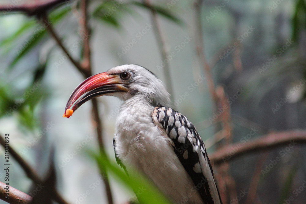 Obraz premium pajaro con comida en la boca