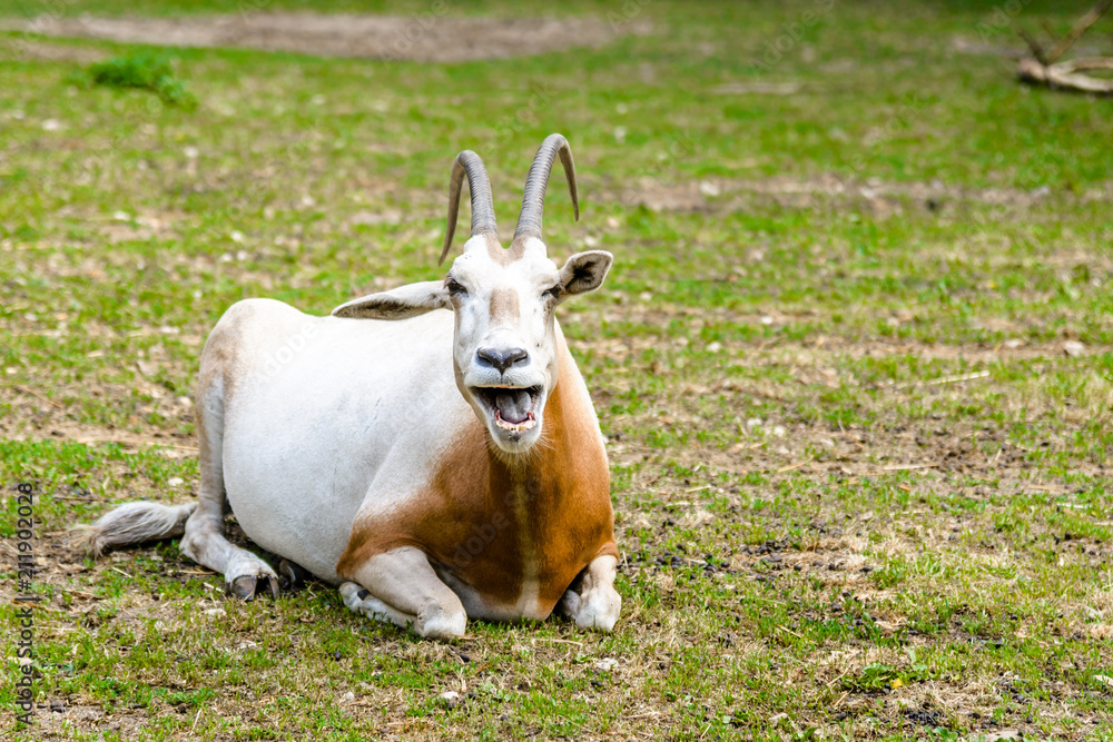 Horned antelope. African scimitar oryx on grass in zoo, animals in captivity. Horned antelope. African scimitar oryx on grass in zoo, animals in captivity.