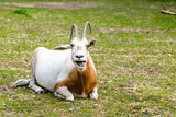 Horned antelope. African scimitar oryx on grass in zoo, animals in captivity.