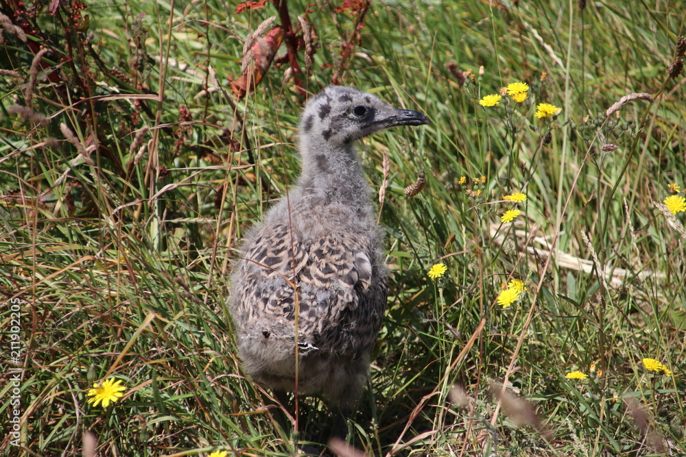 Chick of a seagull with grey feathers in the harbor of Rotterdam, the Netherlands.