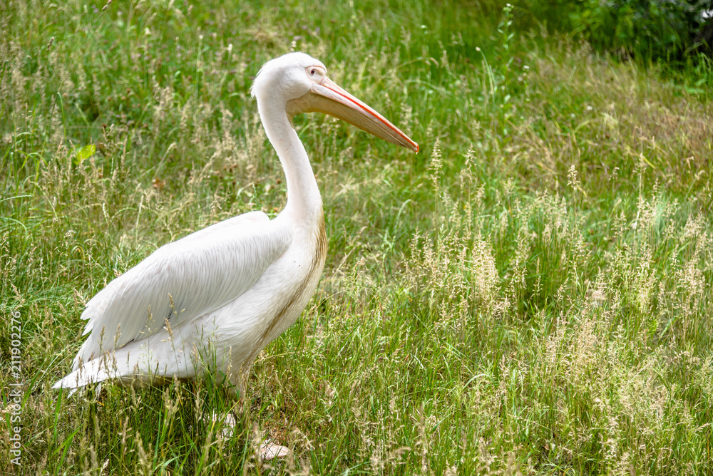 Fototapeta premium Great white pelican on meadow. Pelicans family, bird in natural environment.