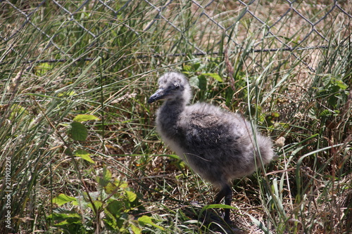 Chick of a seagull with grey feathers in the harbor of Rotterdam, the Netherlands. photo