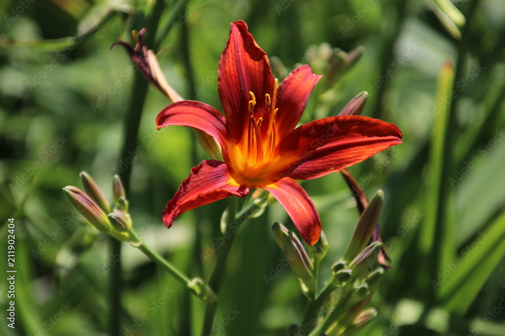 Red lily in sunlight on the street in Nieuwerkerk aan den IJssel in the Netherlands. Red lily in sunlight on the street in Nieuwerkerk aan den IJssel in the Netherlands.