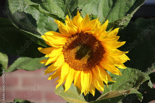 Sunflower in the sun in Nieuwerkerk aan den IJssel the netherlands photo