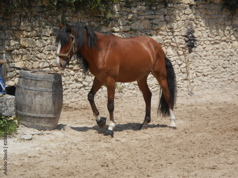 Beau cheval Beau cheval