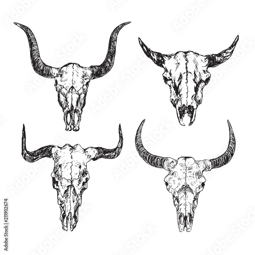 Skulls of bulls with horns set,  hand drawn ink doodle, sketch, vector outline illustration