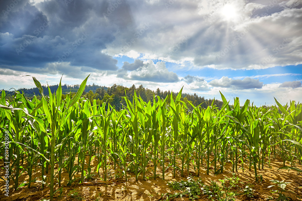 Field with corn Field with corn