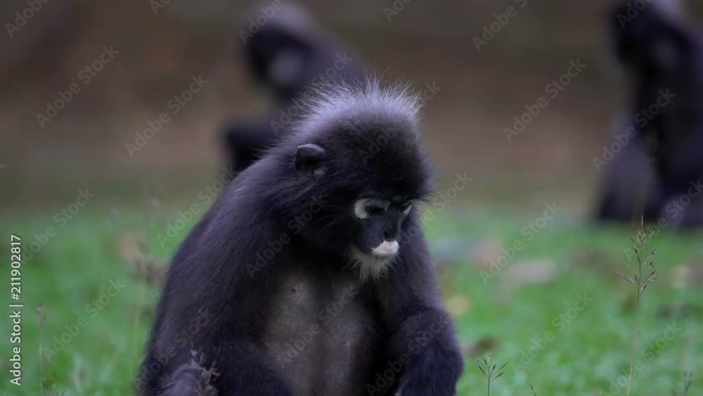 Dusky Leaf Monkey (Trachypithecus obscurus) Sitting on the Ground at Angthong National Marine Park in Thailand Dusky Leaf Monkey (Trachypithecus obscurus) Sitting on the Ground at Angthong National Marine Park in Thailand