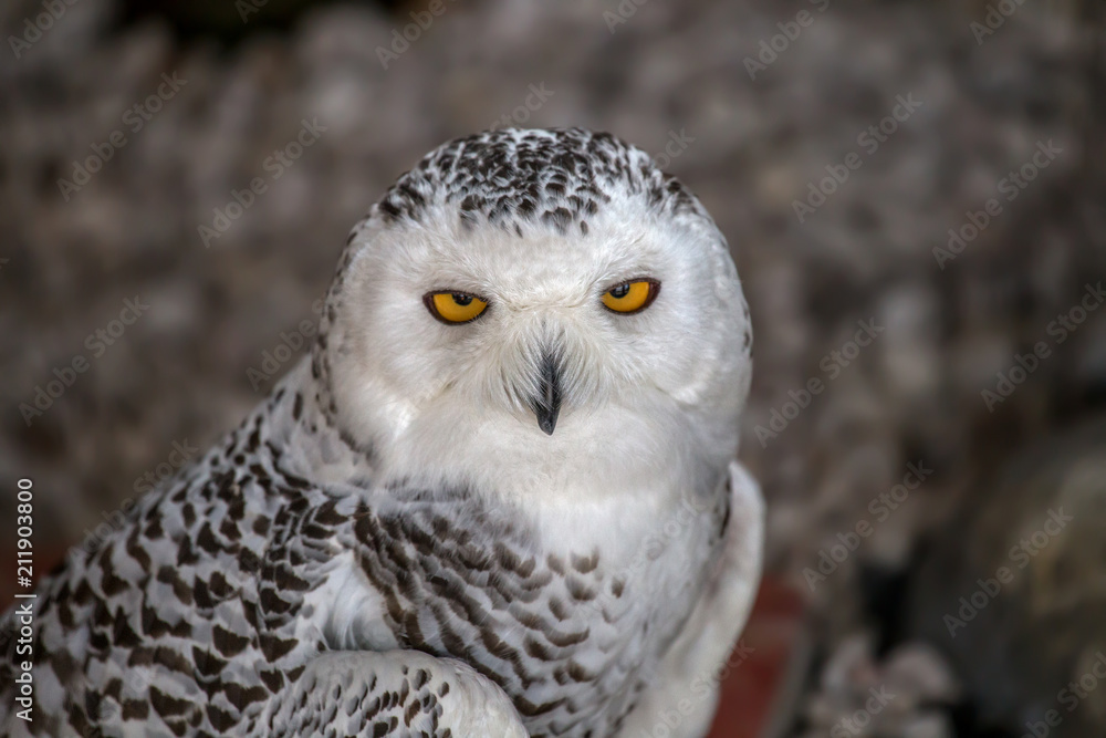 Obraz premium Snowy owl portrait.