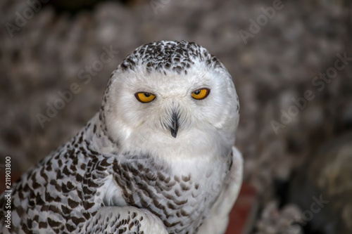 Snowy owl portrait.