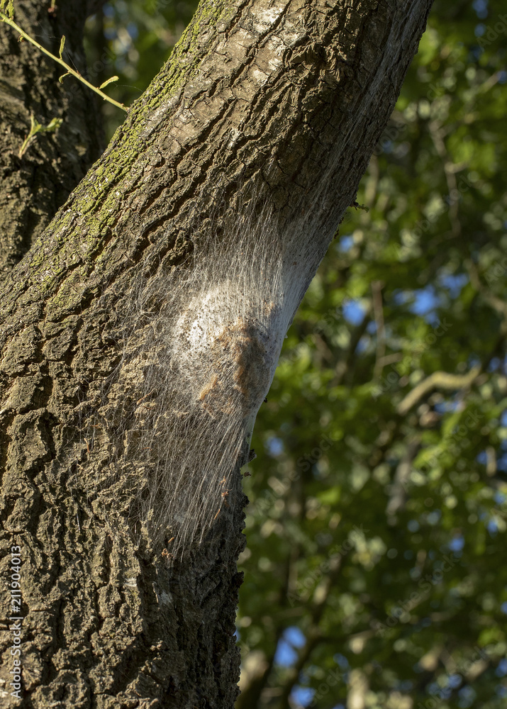 Oak Processionary Moth larvae at an oak stem. Insect Oak Processionary Moth larvae at an oak stem. Insect