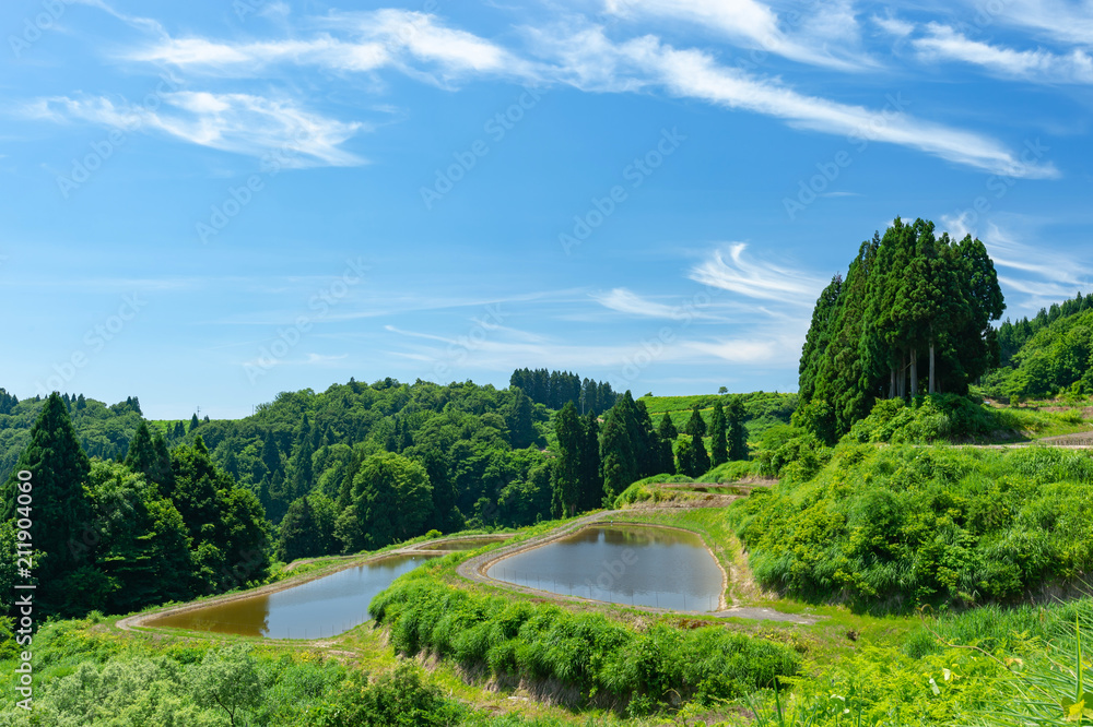 【新潟県長岡】初夏の山古志棚田棚池、棚池からは錦鯉が顔を出す