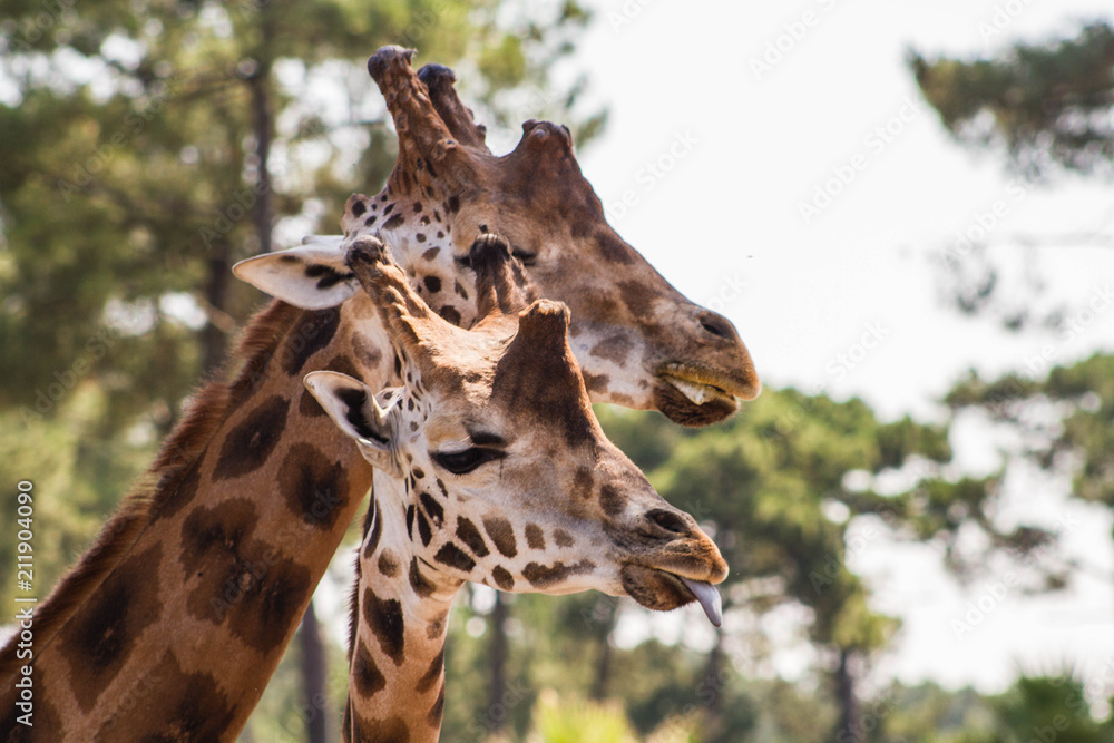 Obraz premium girafes
