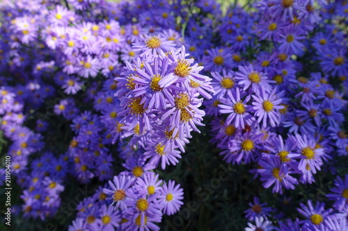 Bunch of violet flowers of Michaelmas daisies