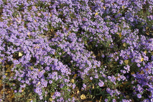 Carpet of violet flower of Michaelmas daisies in autumn