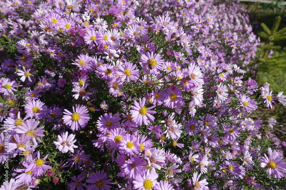 Pink flowers of Michaelmas daisies in autumn Pink flowers of Michaelmas daisies in autumn