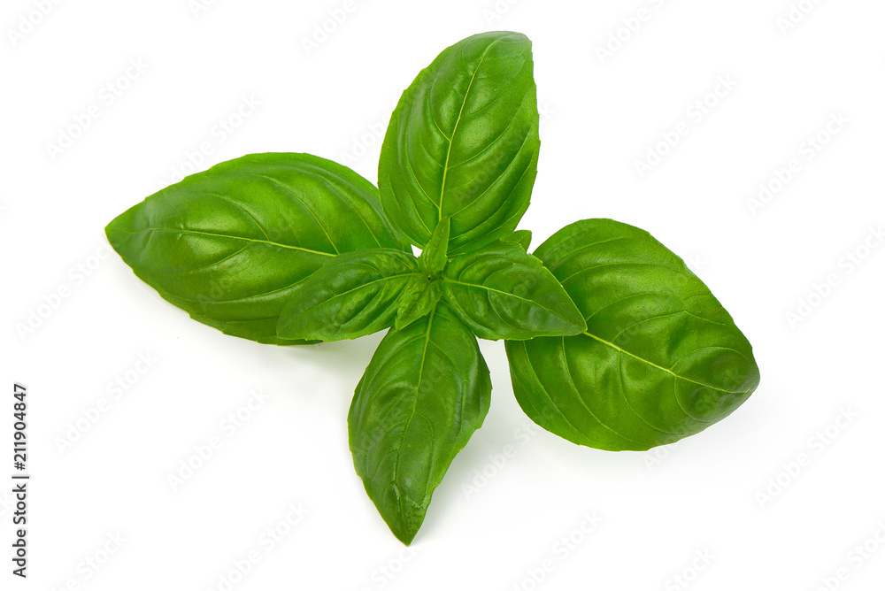 Close up studio shot of fresh green basil herb leaves isolated on white background. Sweet Genovese basil. Close up studio shot of fresh green basil herb leaves isolated on white background. Sweet Genovese basil.