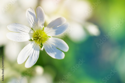 Spring white flowers on blurred macro background. Spring or summer border template with copy space. Romantic greeting card. Blooming flowers on sunny day. Flowering springtime. Spring background