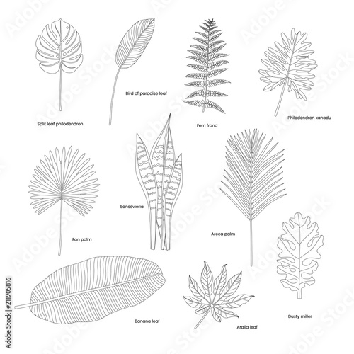 Collection of illustrated tropical leaves