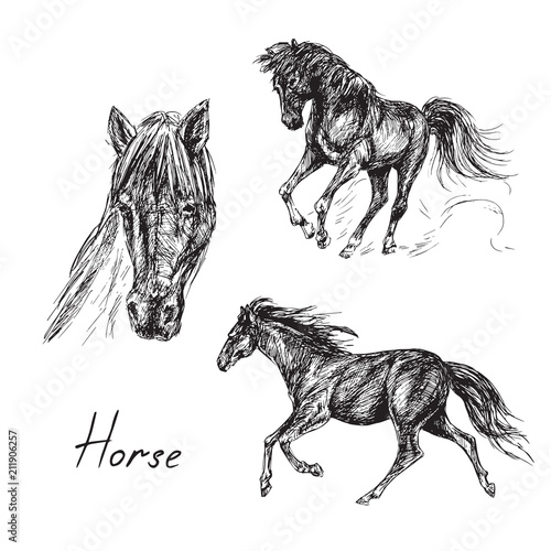 Black horse set, hand drawn ink doodle, sketch, vector black and white illustration