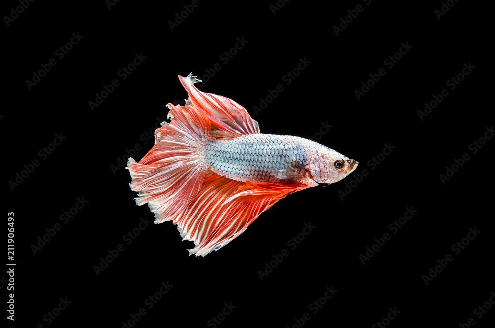 Betta fish, siamese fighting fish, betta splendens (Fullmoon betta )isolated on black background Betta fish, siamese fighting fish, betta splendens (Fullmoon betta )isolated on black background
