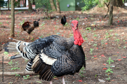 Turkey standing on the soil ground with the tree. It is a large mainly domesticated game bird, having a bald head red wattles. It is as food, on Thanksgiving and Christmas.