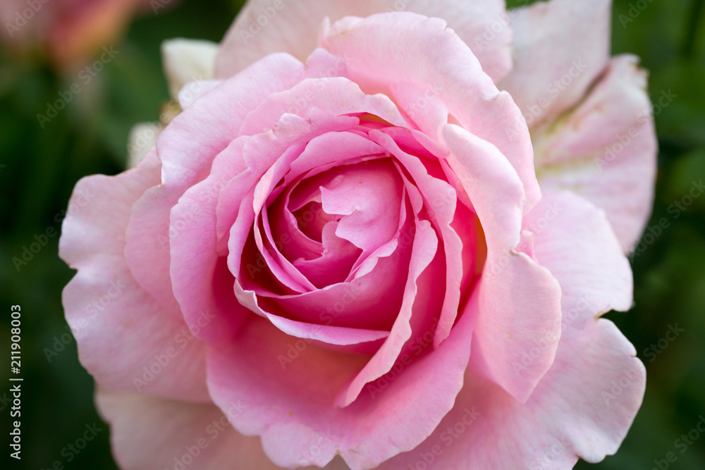 Beautiful pink rose. Background for an inscription Beautiful pink rose. Background for an inscription
