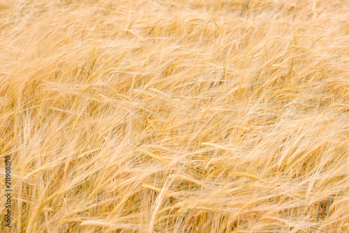 Ripe golden ears of wheat