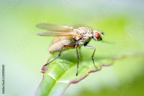 Minettia inusta - flies - Lauxaniidae