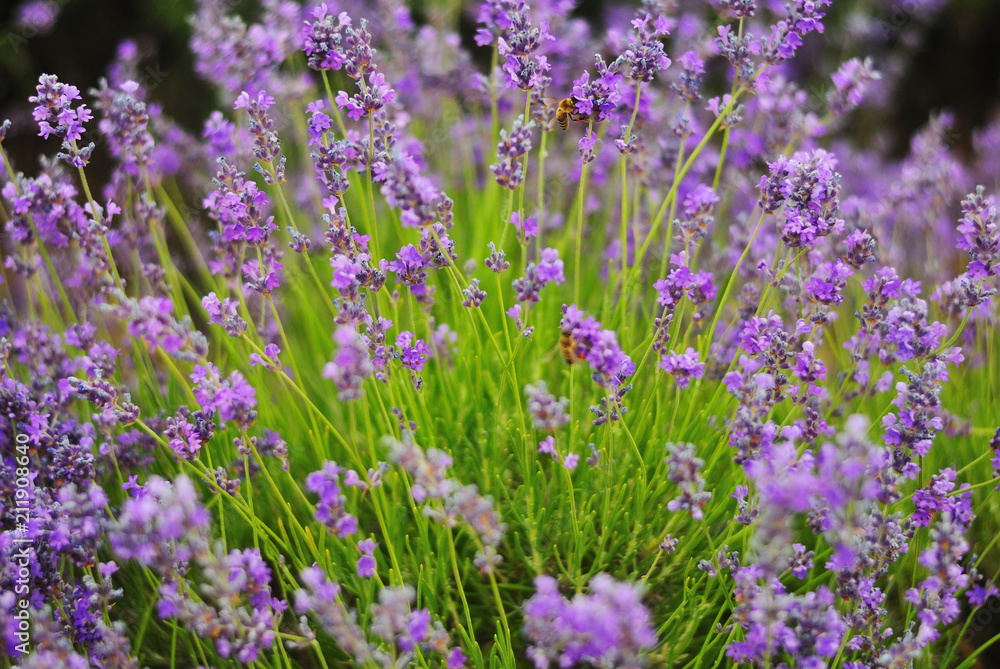 Blossoming scented lavender Blossoming scented lavender