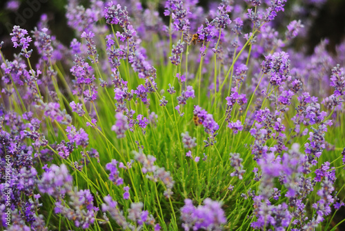 Blossoming scented lavender