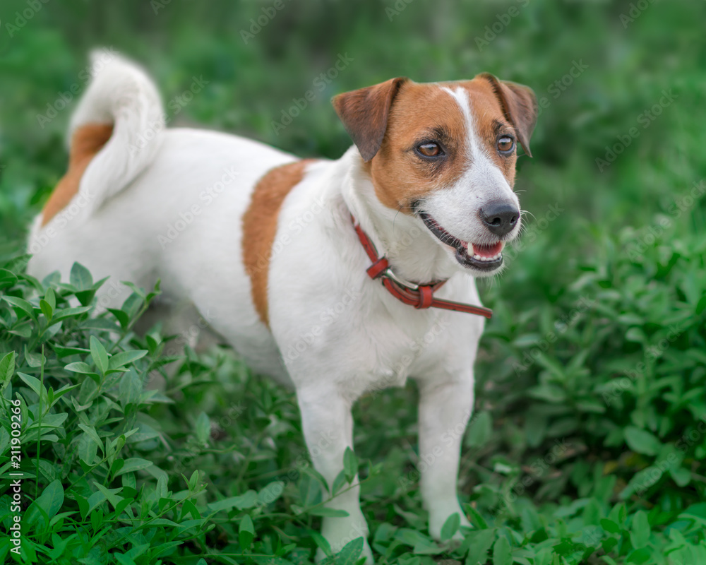 Close-up portrait of adorable small white and brown dog jack russel terrier standing in green grass and looking at right side