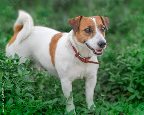 Close-up portrait of adorable small white and brown dog jack russel terrier standing in green grass and looking at right side