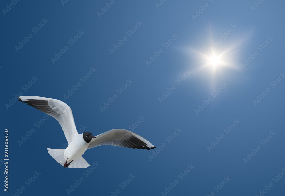 gull in clear blue sky with bright sun