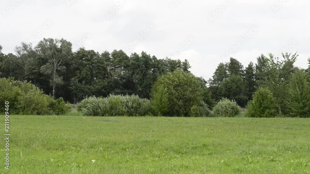 forest and meadow on a sunny day. forest and meadow on a sunny day.