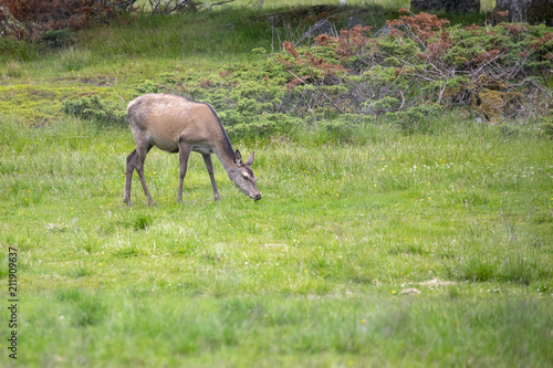 Grassing deer  in Nordland county Northern Norway