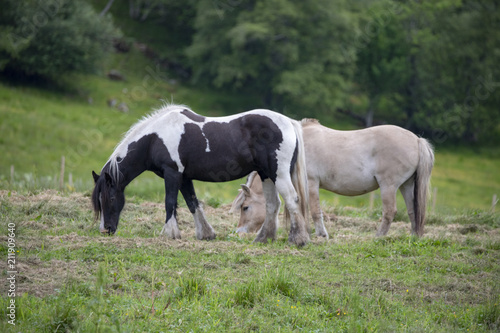 Horses on pasture in Nordland county Northern Norway