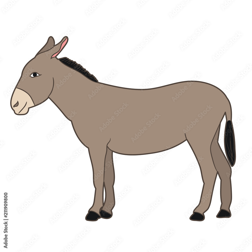 isolated gray donkey standing on white background