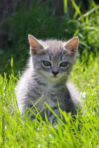Grey kitten on the grass